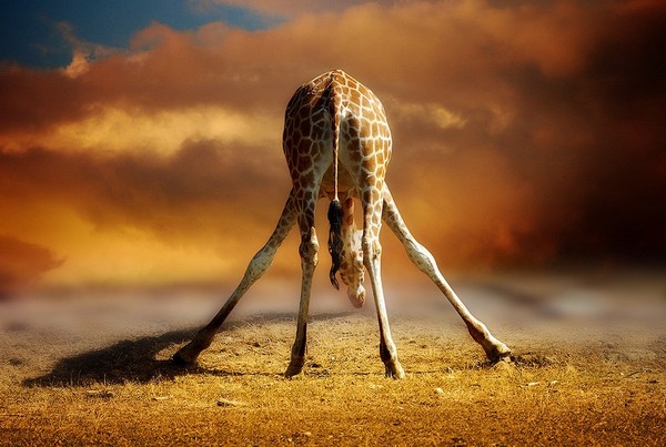 GIRAFE