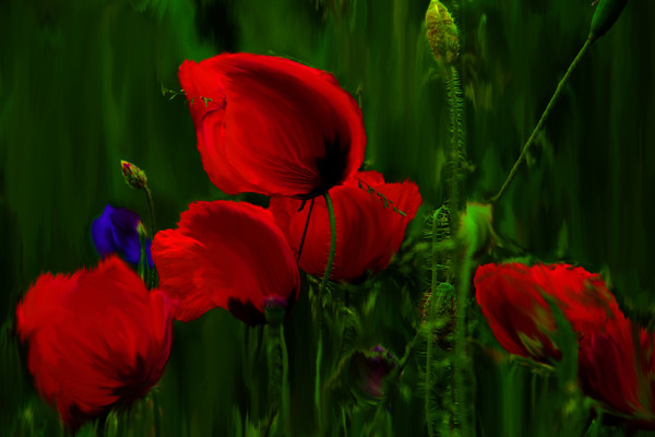 COQUELICOTS