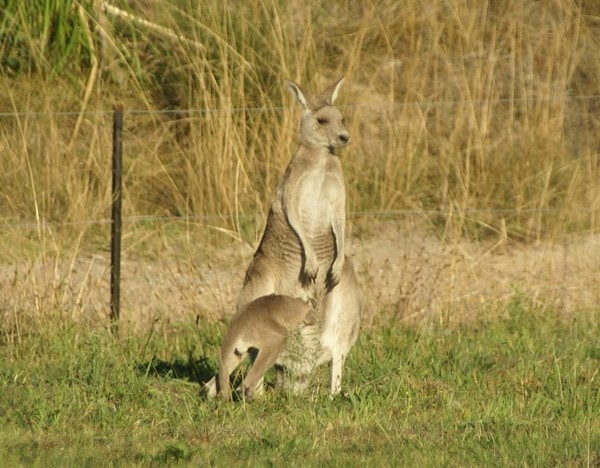 KANGOUROUS