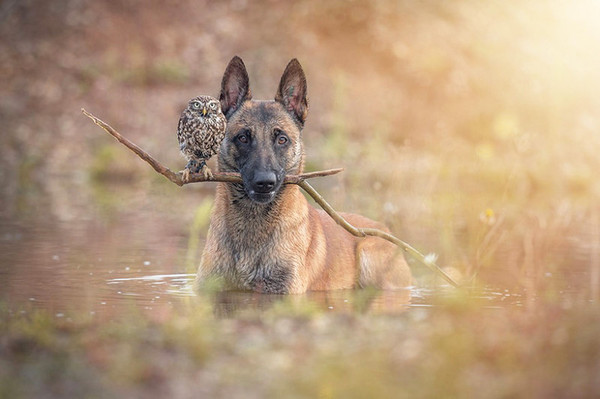 CHIEN ET CHOUETTE