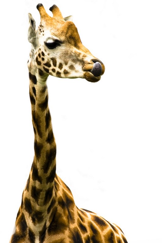 GIRAFE