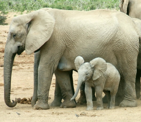 ELEPHANTS