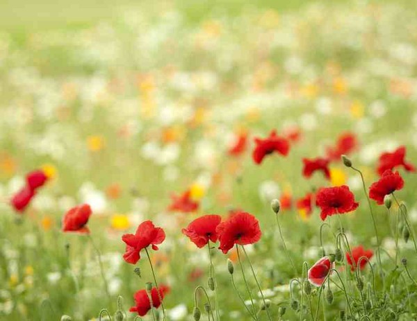 COQUELICOTS