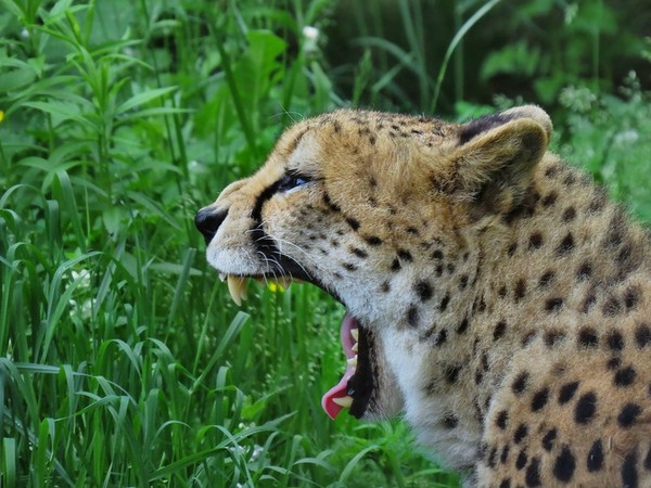 GUEPARD