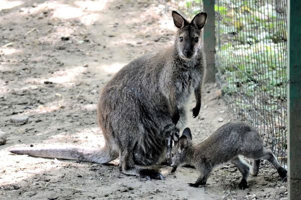 KANGOUROUS