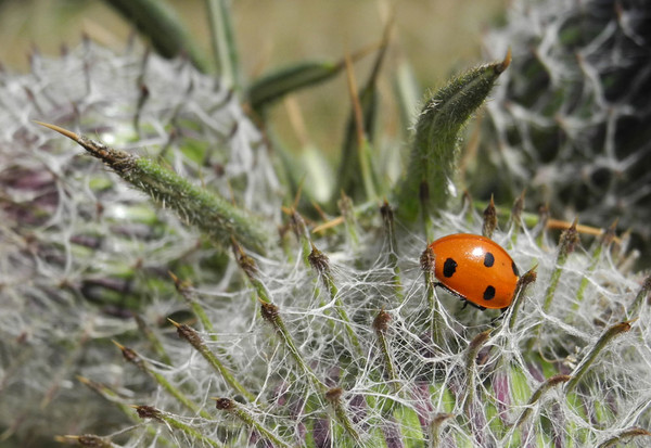 COCCINELLE