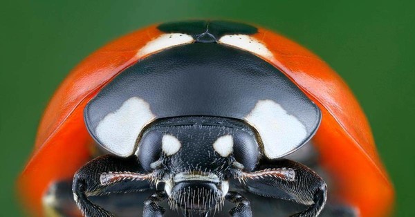 COCCINELLE 2