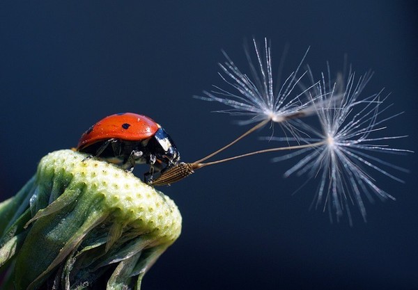 COCCINELLE 2