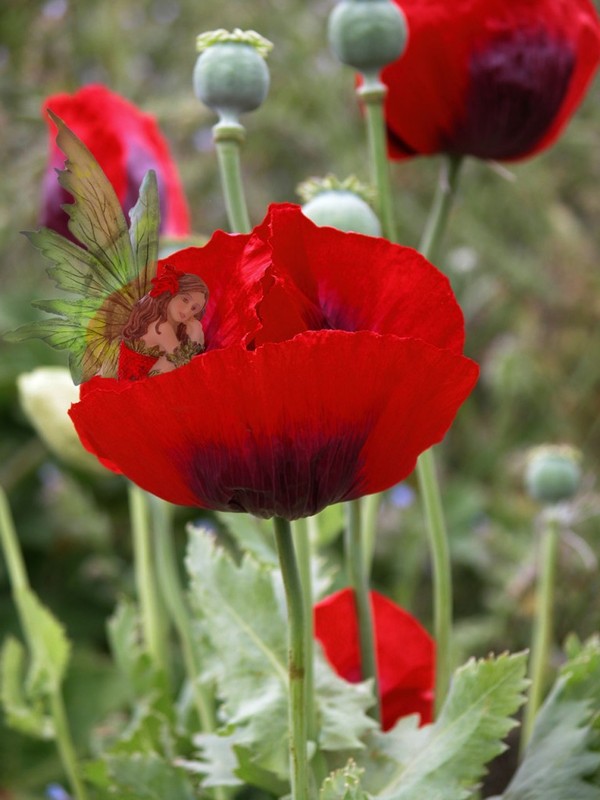 COQUELICOTS