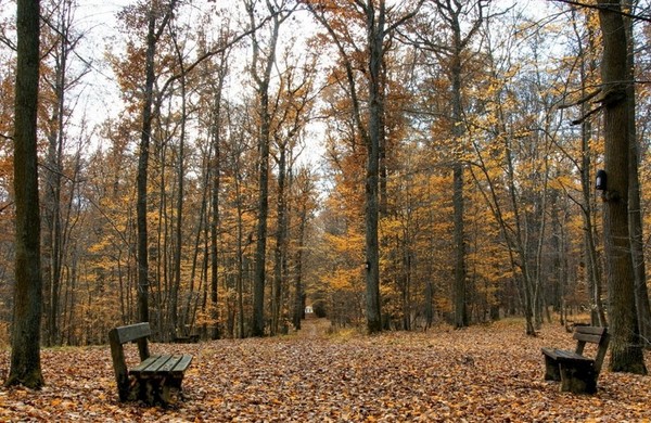 LES BANCS