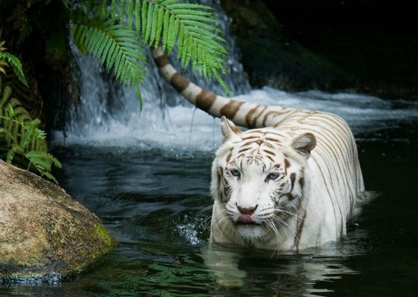 TIGRE BLANC