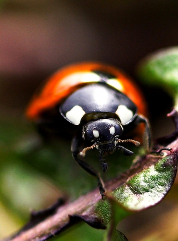 COCCINELLE