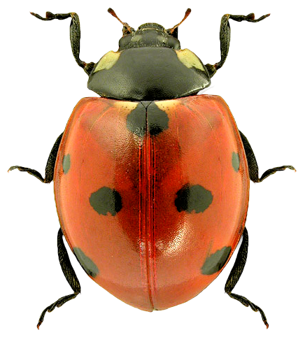 COCCINELLE