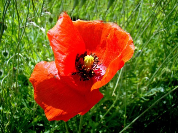 COQUELICOTS