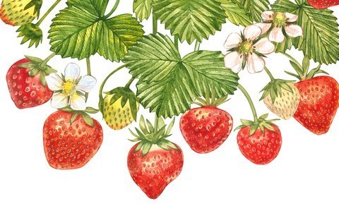 LES FRAISES 2