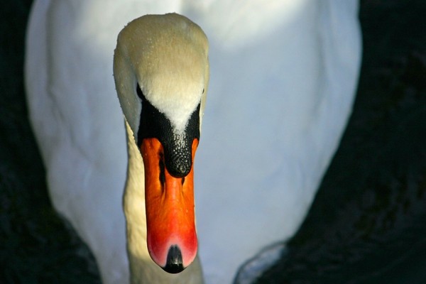 CYGNE