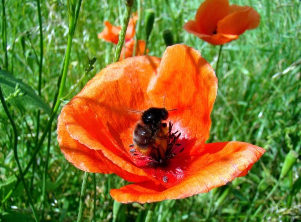 COQUELICOTS