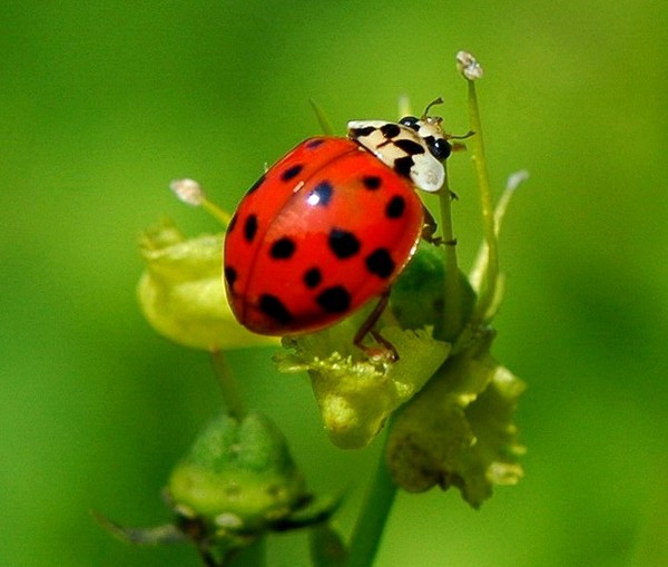 COCCINELLE