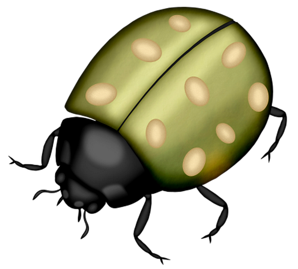 COCCINELLE 2