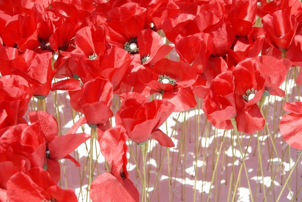 COQUELICOTS