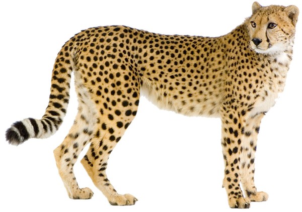 GUEPARD