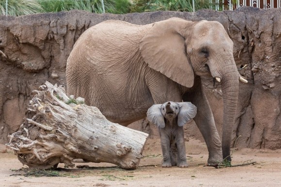 ELEPHANTS