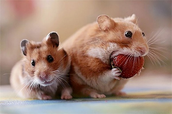 HAMSTERS