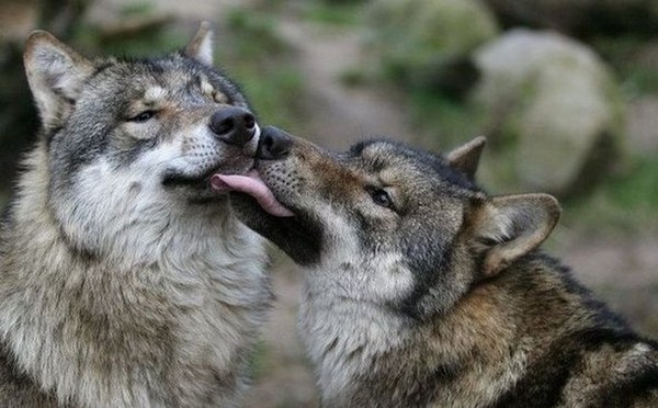 LOUPS