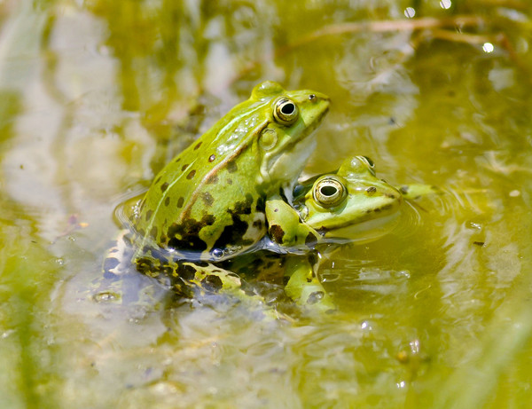 GRENOUILLES