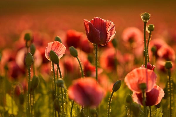 COQUELICOTS