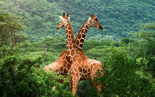 GIRAFES