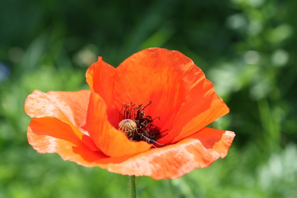 COQUELICOTS