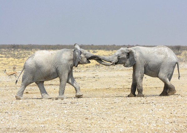 ELEPHANTS