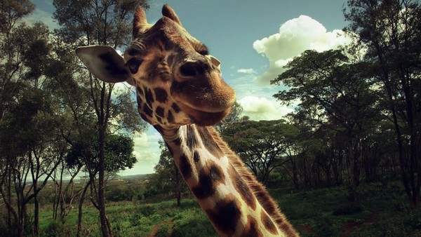 GIRAFE