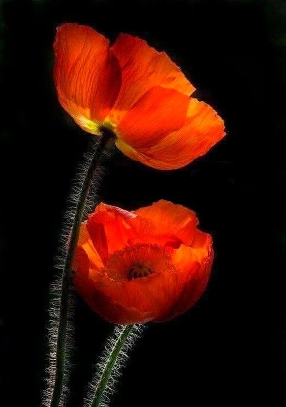 COQUELICOTS 2