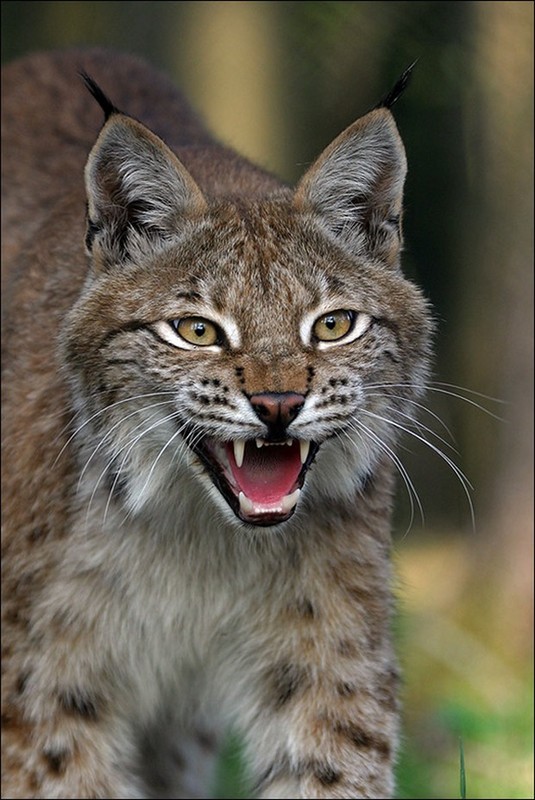 LYNX