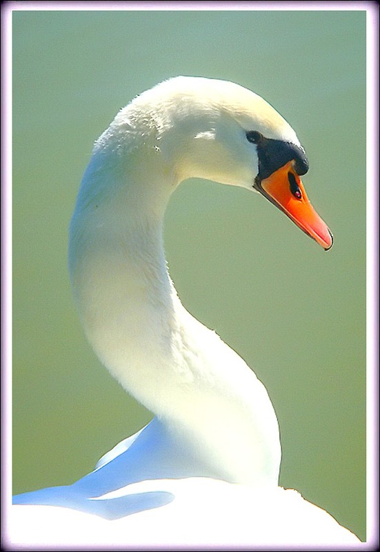 CYGNE