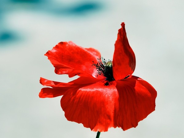 COQUELICOT