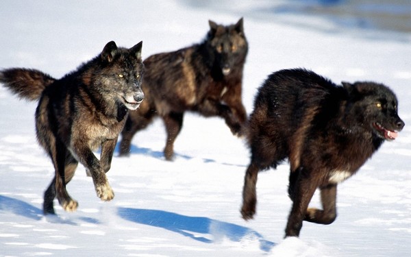 LOUPS