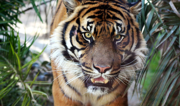 TIGRE