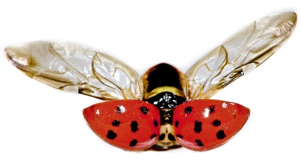 COCCINELLE