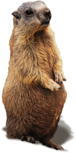 MARMOTTE