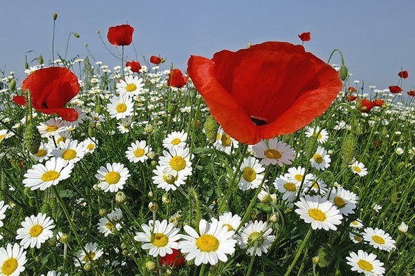 COQUELICOTS