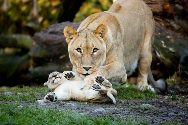 LIONNE ET LIONCEAU