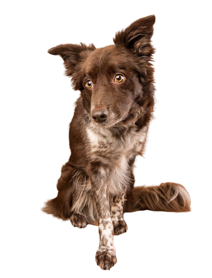 CHIEN 5