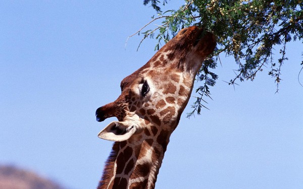 GIRAFE