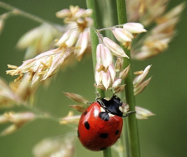 COCCINELLE