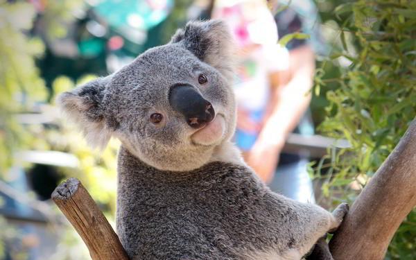 KOALA