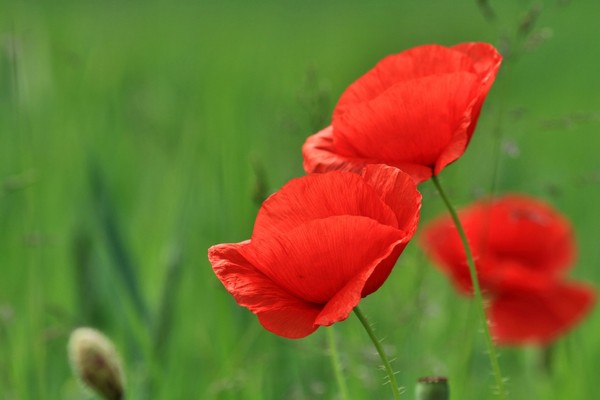 COQUELICOTS