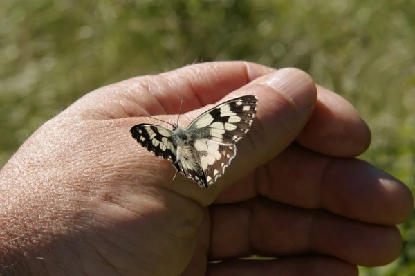 PAPILLON